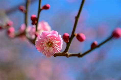 なつめの木 風水|庭木で開運！伝統風水師・山道帰一に聞いた幸運を引。